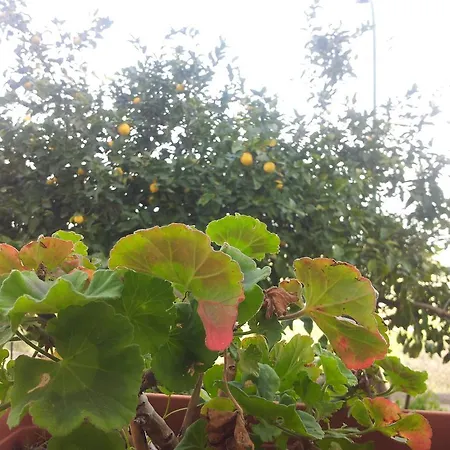 לינה וארוחת בוקר Melibleo Melilli