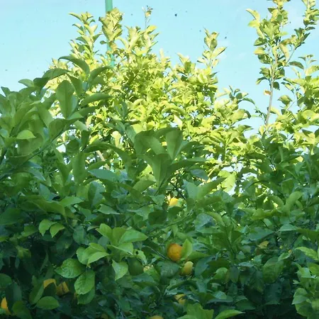 לינה וארוחת בוקר Melibleo 4*