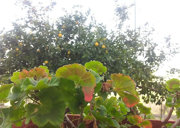 Bed & Breakfast Melibleo Melilli