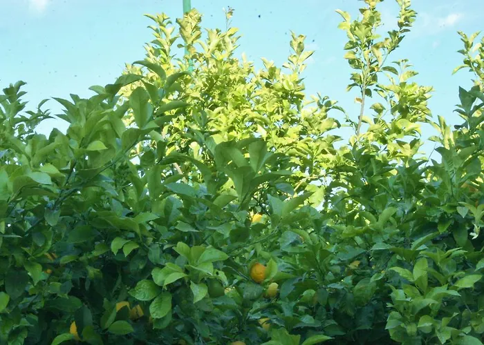 Bed & Breakfast Melibleo 4*